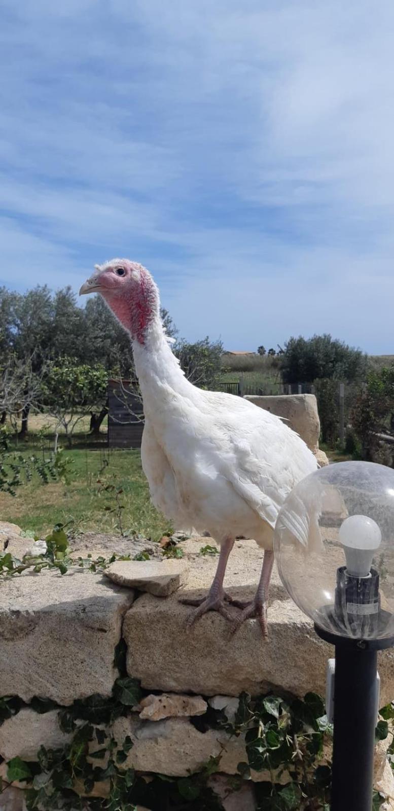 Casa Le Gebbie Villa Marzamemi Eksteriør billede